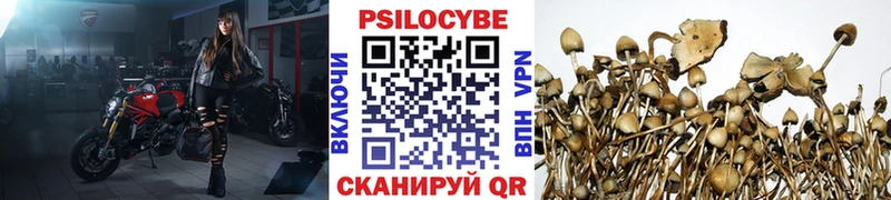 Купить где  Приморско-Ахтарск  Псилоцибиновые грибы Cubensis 